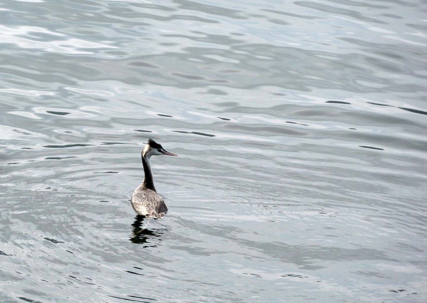 Una shilouette sul lago